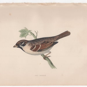 Antique Original 1870 Tree Sparrow Plate Print Bookplate from Rev. F.O. Morris&#39;s A History of British Birds 1870 Hand Colored V2