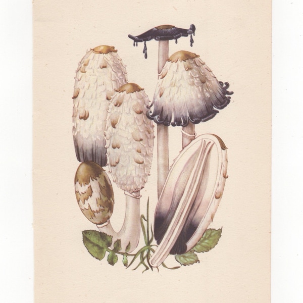 Shaggy Ink Cap OR  Cep  Mushroom Fungi Fungus 1943 Original Vintage  Print Plate Bookplate  Edible Fungi by John Ramsbottom