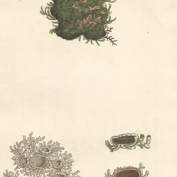 Antique Original 1844 James Sowerby Botanical Print Plate Bookplate English Botany  Cryptogamia Lichens 2808 Squamaria isidiides