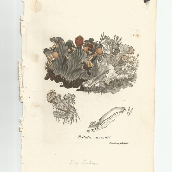 Antique Original 1844 James Sowerby Botanical Print Plate Bookplate English Botany Lichens   Peltidea canina  2299/2214