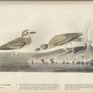 Original Vintage 1941 John James Audubon Birds of America Bookplate Print Bird Print 209  Wilson&#39;s Plover & 210 Least Bittern