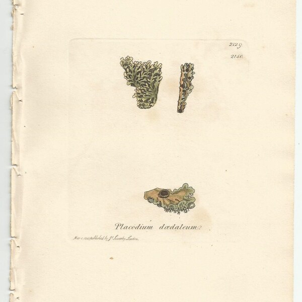 Antique Original 1844 James Sowerby Botanical Print Plate Bookplate English Botany  Cryptogamia Lichens 2129  Placodium  daedaleum
