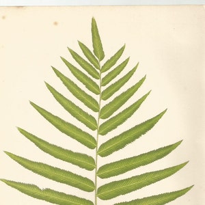 Antique Original Fern Print Plate Bookplate Botanical Lowe's Ferns 1856 POLYPODIUM XI image 4