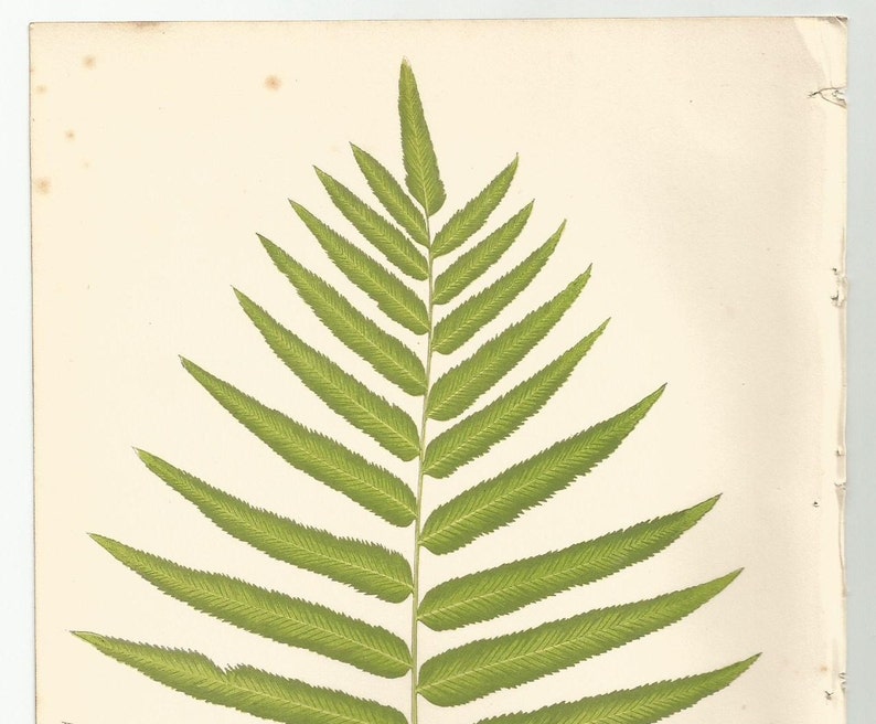 Antique Original Fern Print Plate Bookplate Botanical Lowe's Ferns 1856 POLYPODIUM XI image 4