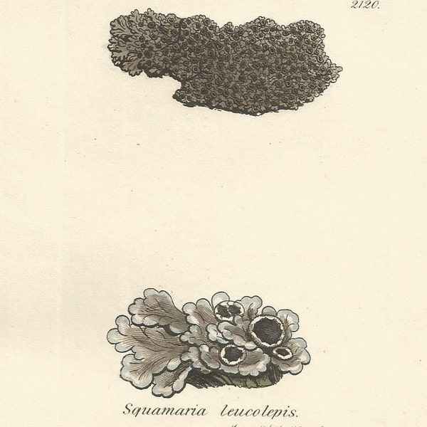 Antique Original 1844 James Sowerby Botanical Print Plate Bookplate English Botany  Cryptogamia Lichens 2283 Squamaria  leucolepis 1800