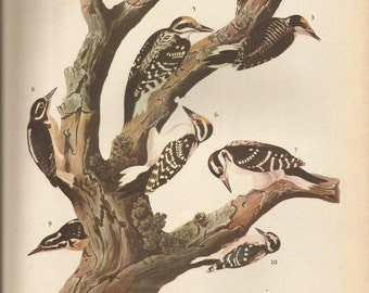 Original Vintage 1941 John James Audubon Birds of America Bookplate Print Bird Print 417 Wdpeckers 418 Ptarmigans