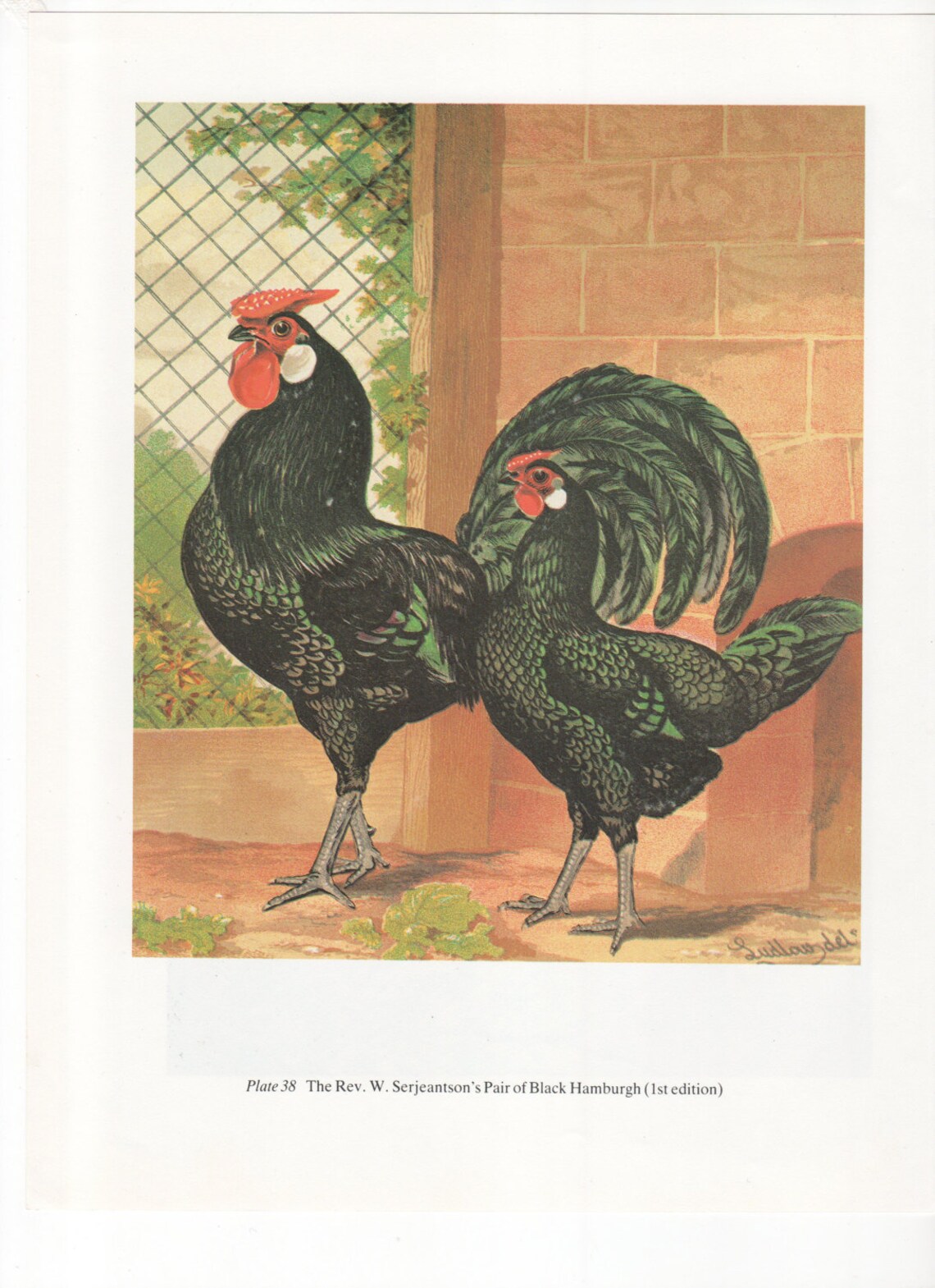 Vintage Poultry Print Chicken Print Bookplate by Ludlow White, Duckwing