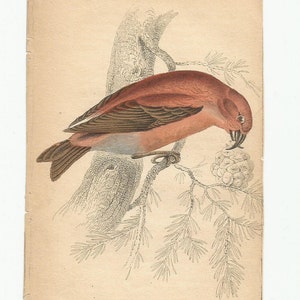 Antique Original 1843  Sir Wiiliam Jardine Bird Print Plate Bookplate  Cross Bill Hand Colored