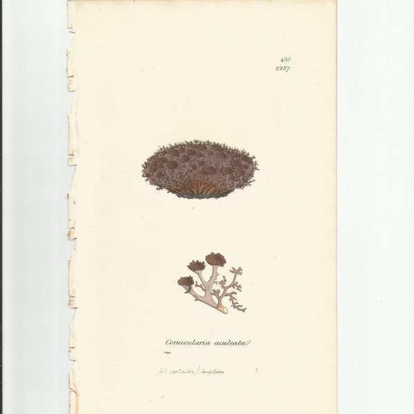 Antique Original 1844 James Sowerby Botanical Print Plate Bookplate English Botany Lichens   Cornicularia aculeata   452/2257