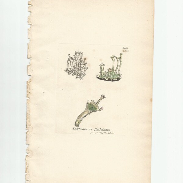 Antique Original 1844 James Sowerby Botanical Print Plate Bookplate English Botany Lichens   Scyphophorus  deformis  2438/2287