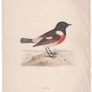 May include: A detailed illustration of a Stonechat bird, a small songbird with a black head, white throat, and a reddish-brown breast, perched on a rock.