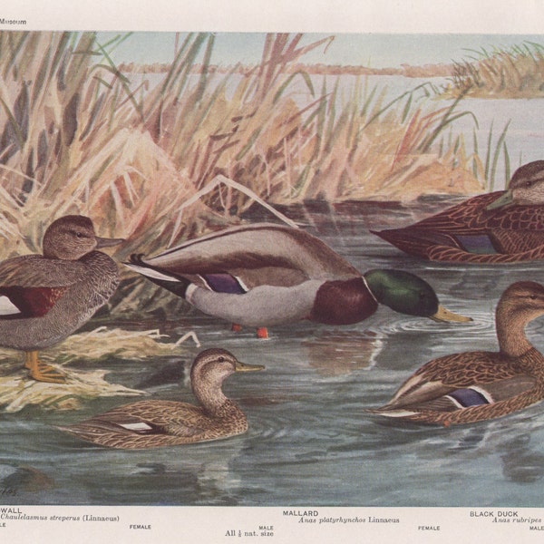 Gadwall Mallard & Black   Plate 12 1936 Fuertes Bird Print Plate Bookplate Vintage Original Print Birds of America by  Louis Agassiz Fuertes