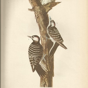 Original Vintage 1941 John James Audubon Birds of America Bookplate Print Bird Print 389 Red Cockaded Woodpecker 390 Finches