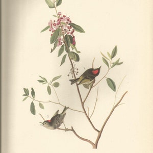 May include: A watercolor illustration of a Ruby-crowned Kinglet bird perched on a branch with pink flowers. The bird has a red crown and green and yellow feathers. The illustration is labeled "195. Ruby-crowned Kinglet (Corthylio Calendula)".