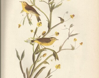 Original Vintage 1941 John James Audubon Birds of America Bookplate Print Bird Print 145 Yellow Palm Warbler and 146 Fish Crow