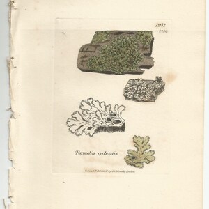 Antique Original 1844 James Sowerby Botanical Print Plate Bookplate English Botany Lichens Parmelia cycloselis 1942 afbeelding 4