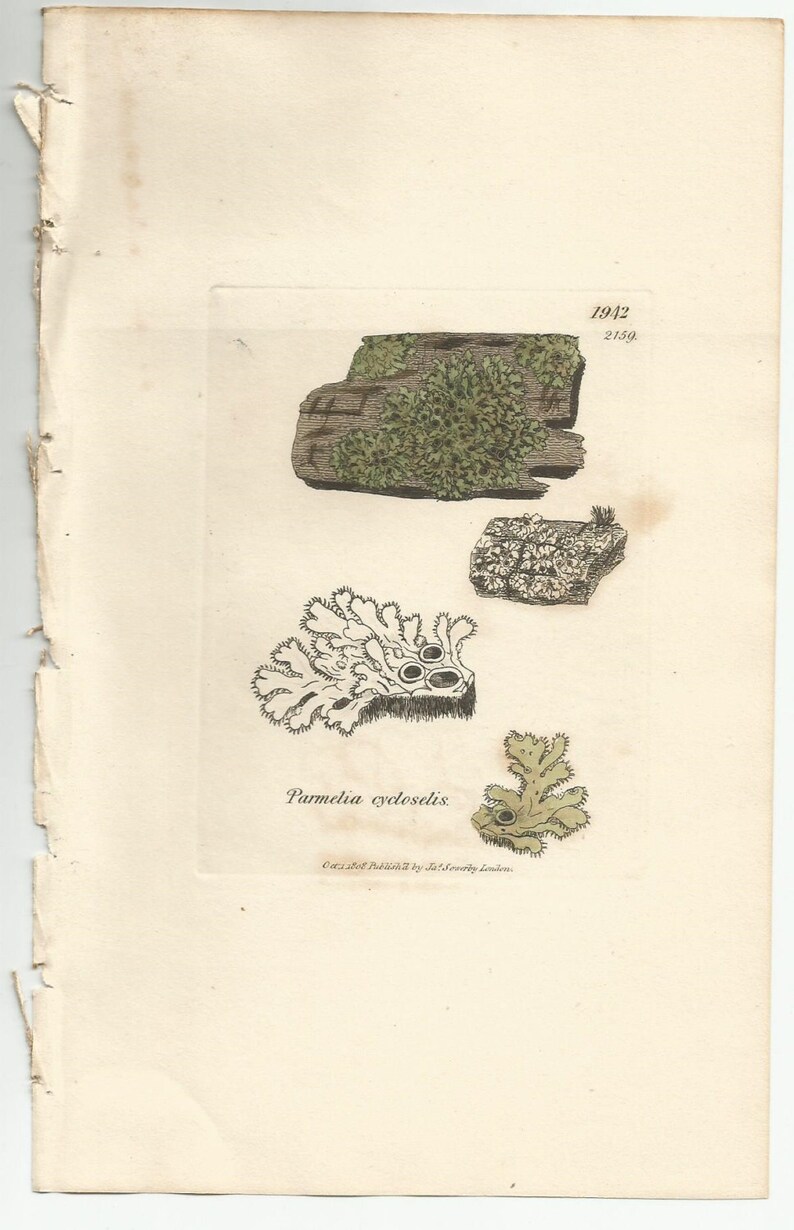 Antique Original 1844 James Sowerby Botanical Print Plate Bookplate English Botany Lichens Parmelia cycloselis 1942 afbeelding 4