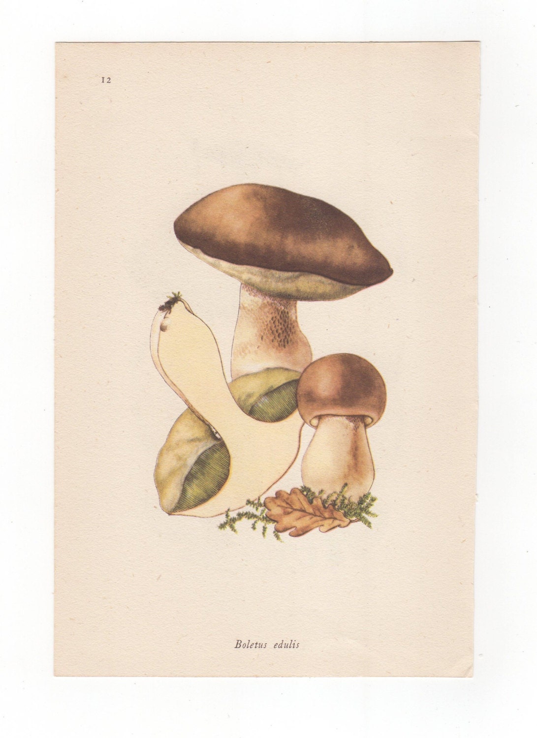 Shaggy Ink Cap OR Cep Mushroom Fungi Fungus 1943 Original