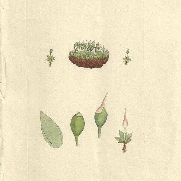 Antique James Sowerby Botanical Print Plate 1797  English Botany  413 Bryum pyriforme  Pear-shaped Bryum  Cryptogamia Musci