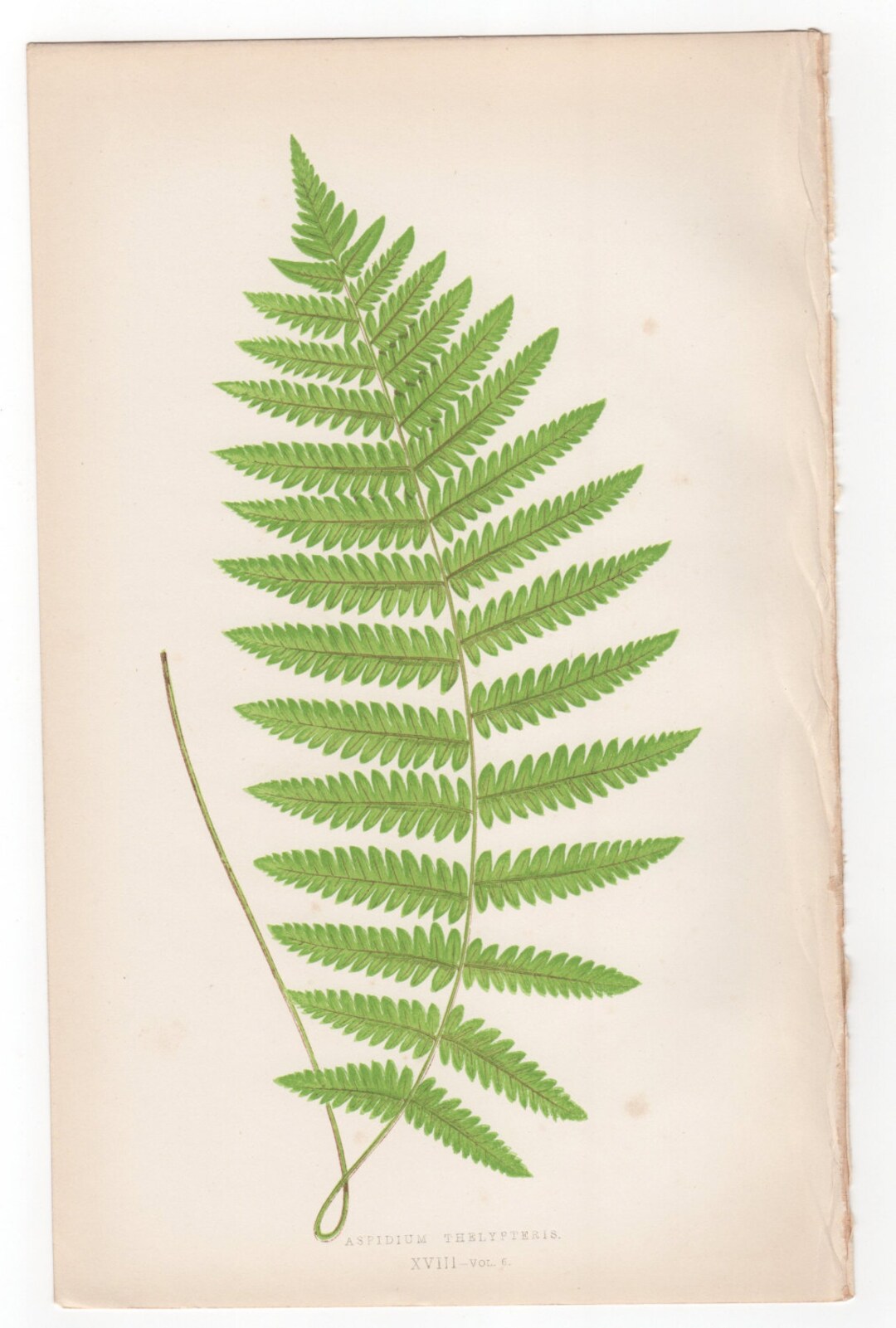 Antique Original Fern Print Plate Bookplate Botanical Lowe's Ferns 1862 ...