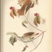 see more listings in the Audubon Bird Prints section