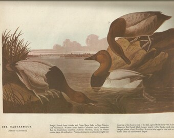 Original Vintage 1941 JohnJames Audubon Birds of America Bookplate Print Bird Print 301 Canvasback 302 Black Duck