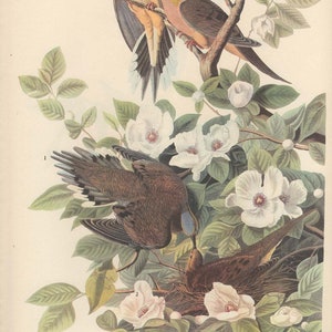 Original Vintage 1937 John James Audubon Birds of America Bookplate Print Bird Print 17 Mourning Dove and 18 Bewick&#39;s Wren