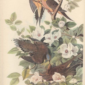 Original Vintage 1937 John James Audubon Birds of America Bookplate Print Bird Print 17 Mourning Dove and 18 Bewick's Wren