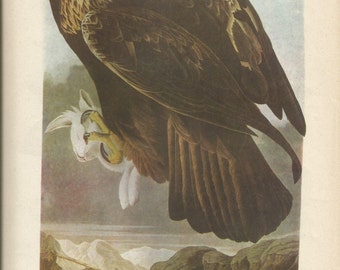 Original Vintage 1941 John James Audubon Birds of America Bookplate Print Bird Print 181 Golden Eagle & 182 Ground Dove