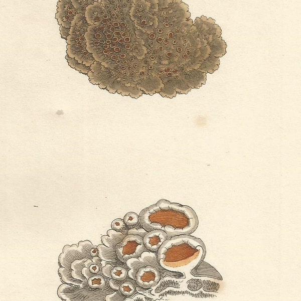 Antique Original 1844 James Sowerby Botanical Print Plate Bookplate English Botany  Cryptogamia Lichens 983 Squamaria affinis