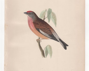 Antique Original 1870  Linnet  Plate Print Bookplate from Rev. F.O. Morris's A History of British Birds 1870 Hand Colored V2