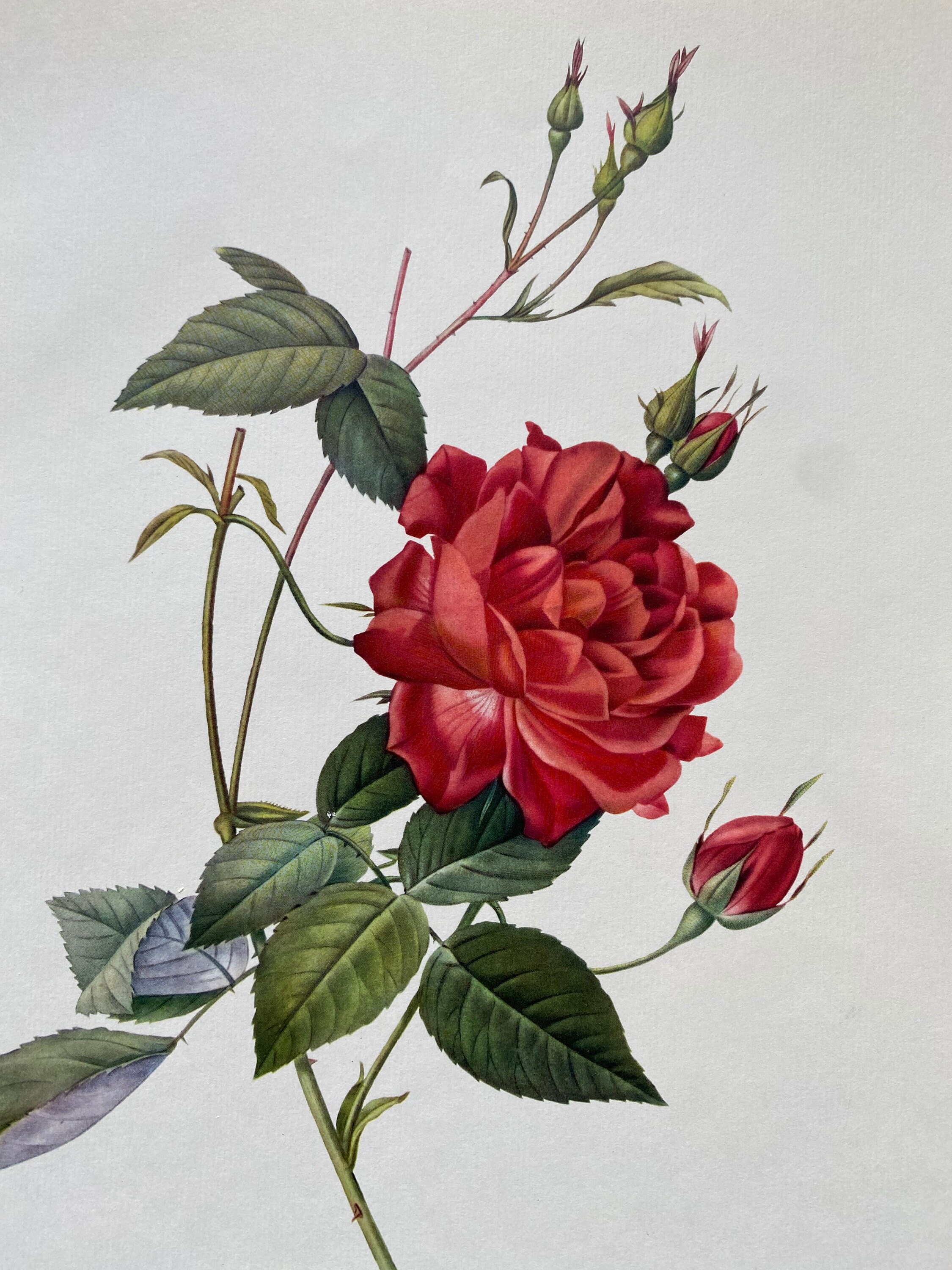 Vintage 1959 Pierre-joseph Redoute' Rose Botanical Print Bookplate