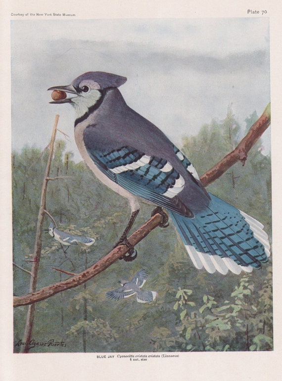 Color Plate Lithograph 1936 Vintage FUERTES BIRDS #81 /"SPARROWS NINE DIFFERENT