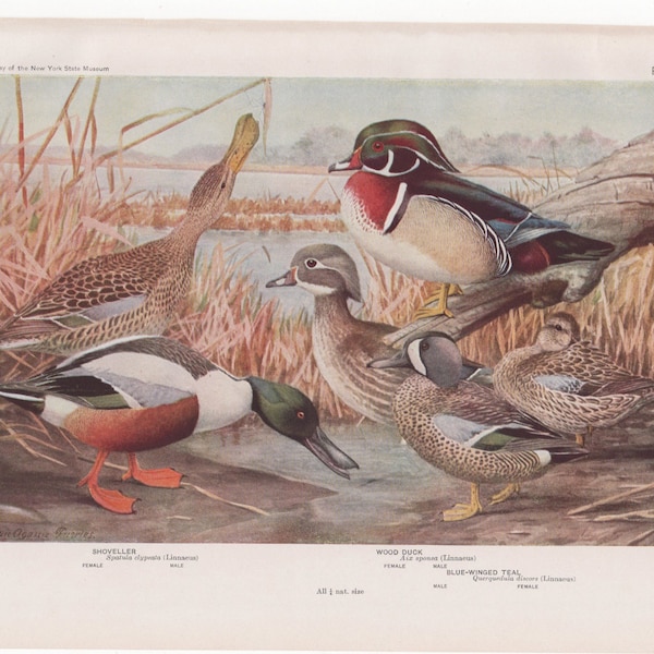 Shoveller Wood Duck  & Teal  #14 1936 Fuertes Bird Print Plate Bookplate Vintage Original Print Birds of America by  Louis Agassiz Fuertes
