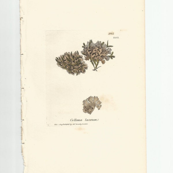 Antique Original 1844 James Sowerby Botanical Print Plate Bookplate English Botany Lichens   Collema lacerum  1982/2202