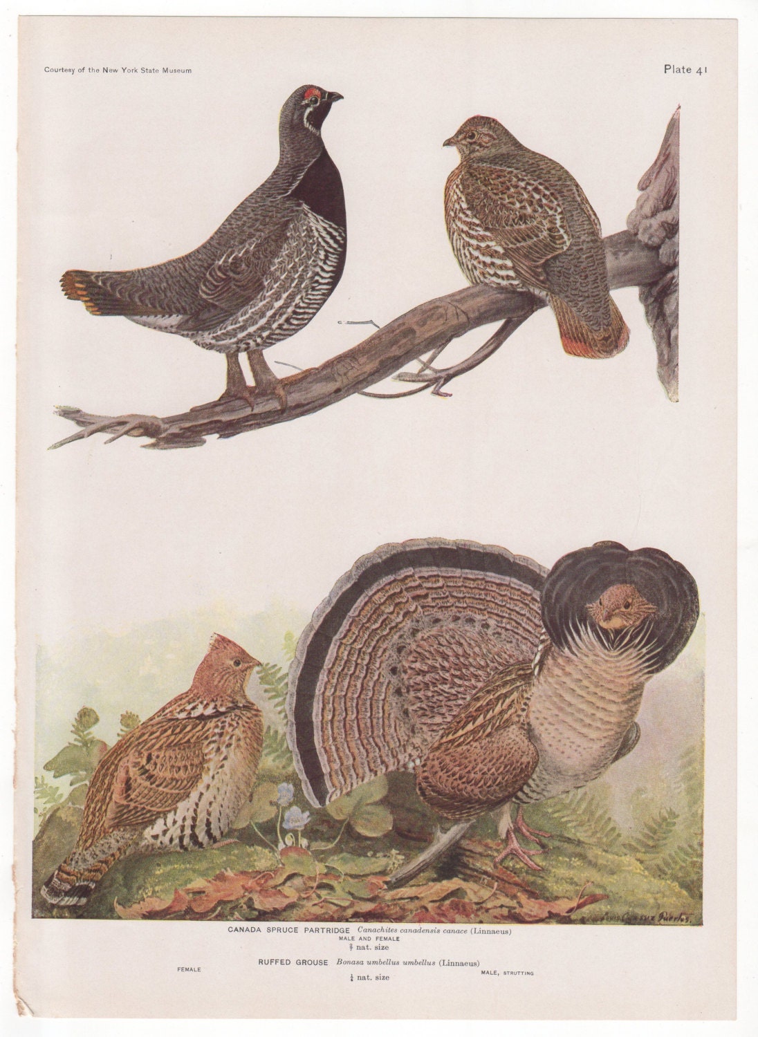 Canada Partridge Ruffed Grouse 1936 Fuertes Bird Print Plate Bookplate ...