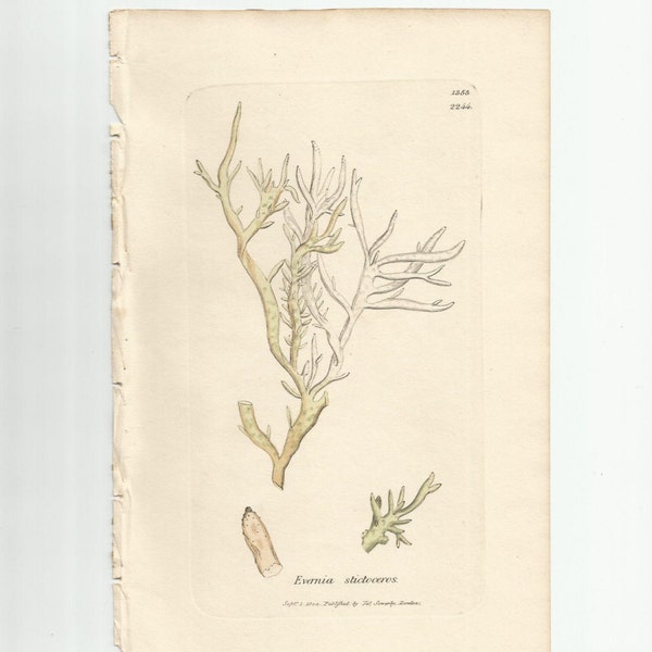 Antique Original 1844 James Sowerby Botanical Print Plate Bookplate English Botany Lichens   Evernia   stictoceros  1353/2244