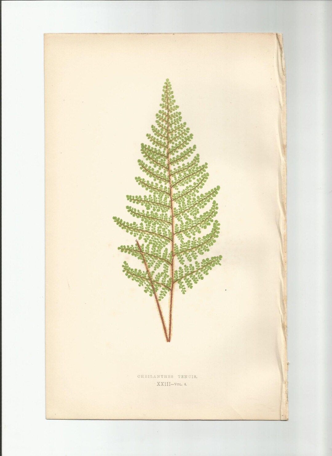 Antique Original Fern Print Plate Bookplate Botanical Lowe's FERNS ...