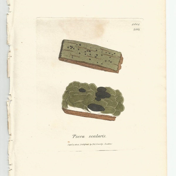 Antique Original 1844 James Sowerby Botanical Print Plate Bookplate English Botany  Cryptogamia Lichens 1501  Psora  scalaris