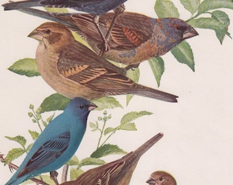 May include: A vintage illustration of five birds perched on branches. The birds are a variety of colours, including blue, brown, and grey. The illustration is set against a white background with green leaves.