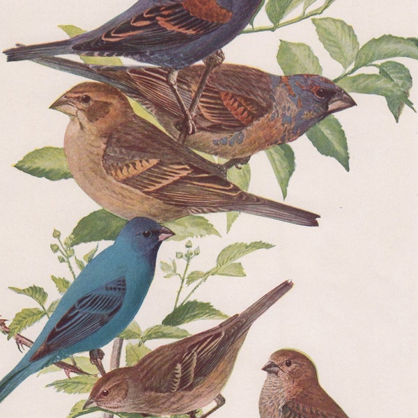 Blue Grosbeak & Indigo Bunting #86 1936 Fuertes Bird Print Plate Bookplate Vintage Original Print Birds of America by  Louis Agassiz Fuertes