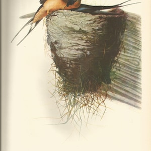 Original Vintage 1937 John James Audubon Birds of America Bookplate Print Bird Print 173 Barn Swallow and  174 Olive Sided Flycatcher