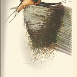 Original Vintage 1941 John James Audubon Birds of America Bookplate Print Bird Print 173 Barn Swallow and  174 Olive Sided Flycatcher