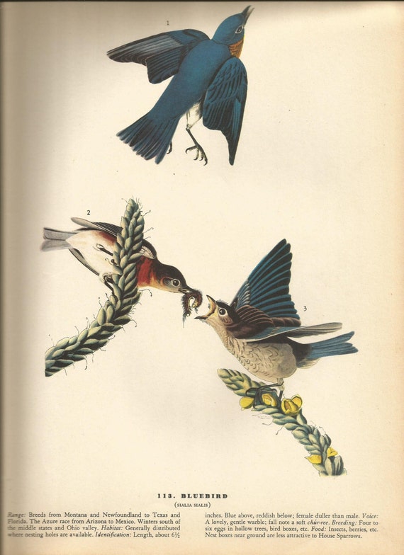 Original Vintage 1937 John James Audubon Birds of America