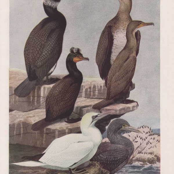 Cormorant and Gannet  Plate #9   1936 Fuertes Bird Print Plate Bookplate Vintage Original Print Birds of America by  Louis Agassiz Fuertes