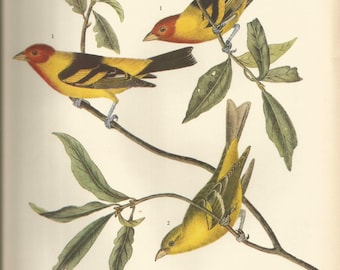 Original Vintage 1937 John James Audubon Birds of America Bookplate Print Bird Print 443 Western Tanager 444 Bank Swallow