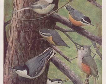Chickadees Nuthatch Titmouse #103  1936 Fuertes Bird Print Plate Bookplate Vintage Original Print Birds of America by  Louis Agassiz Fuertes