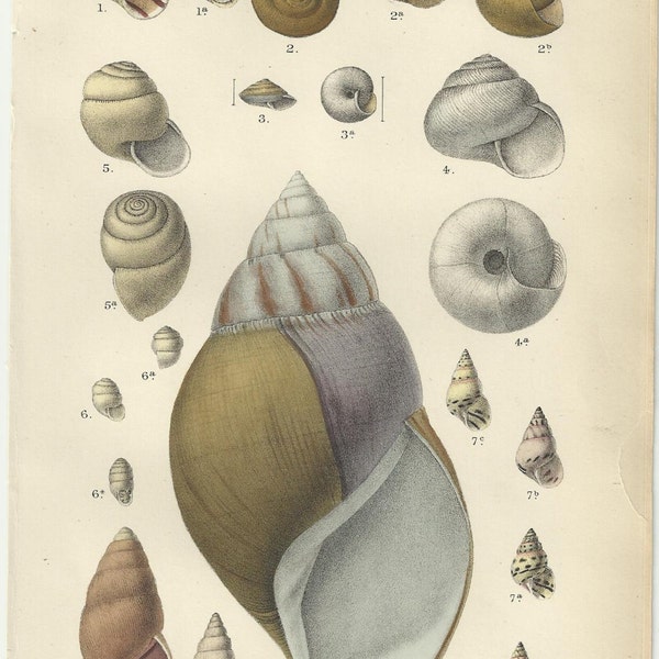 Antique Original 1882 Sea Shells Print Bookplate Turban Shells
