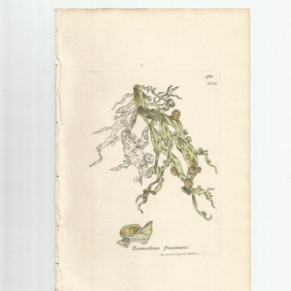 Antique Original 1844 James Sowerby Botanical Print Plate Bookplate English Botany Lichens    Ramalina fraxinea  1781/2245