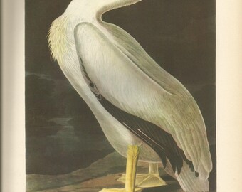 Original Vintage 1941 JohnJames Audubon Birds of America Bookplate Print Bird Print 311 White Pelican 312 Old Squaw